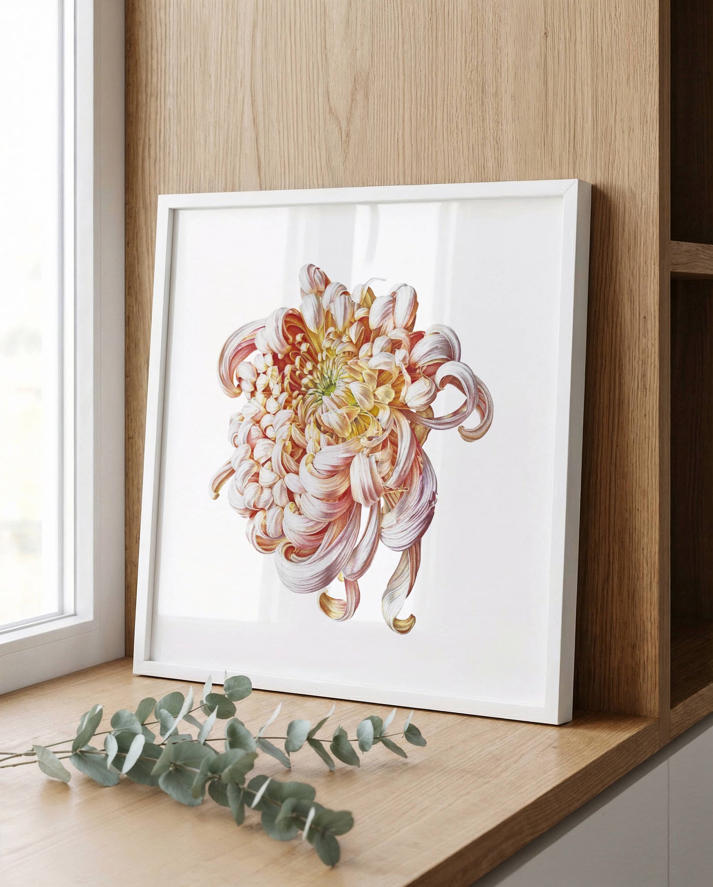 Chrysanthemum