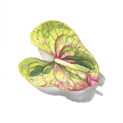 Green Anthurium