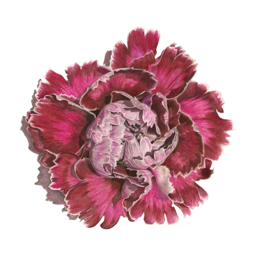 Carnation