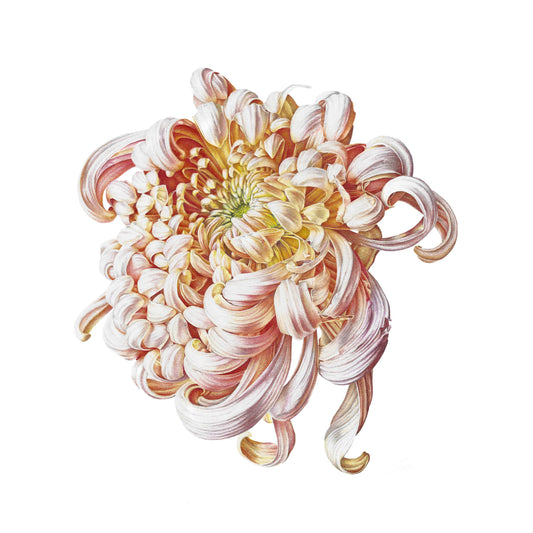 Chrysanthemum