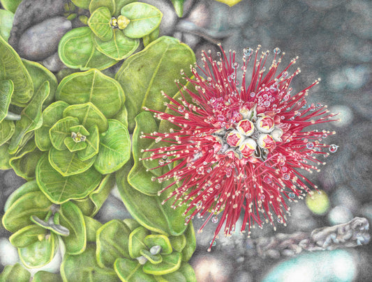 'Ohi'a lehua