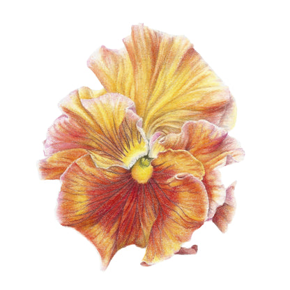 Orange Pansy