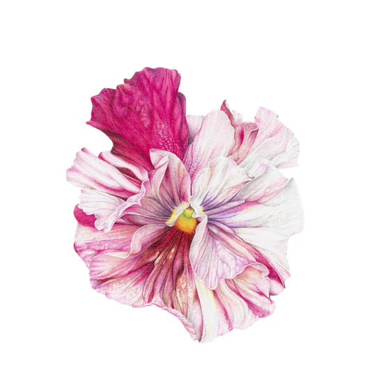 Pink Pansy