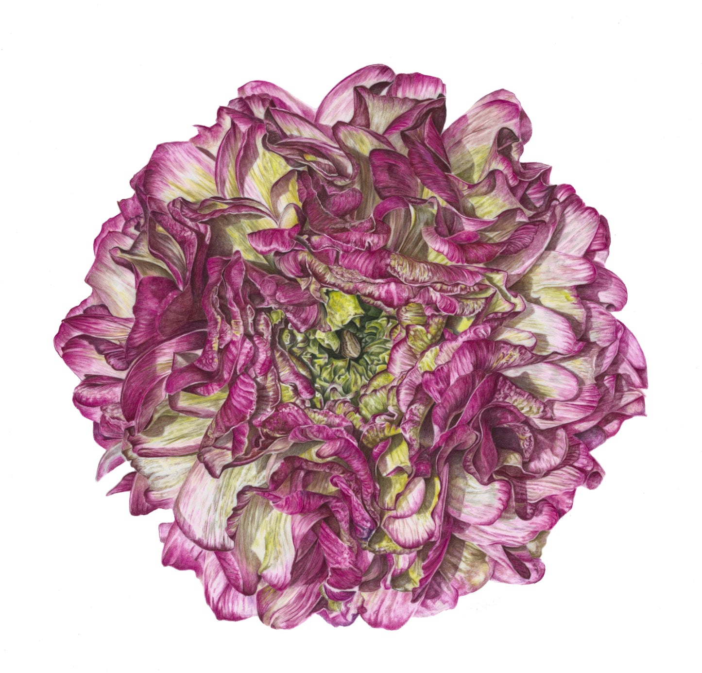 Cloney Pon Pon Ranunculus