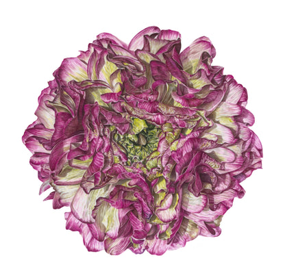 Cloney Pon Pon Ranunculus