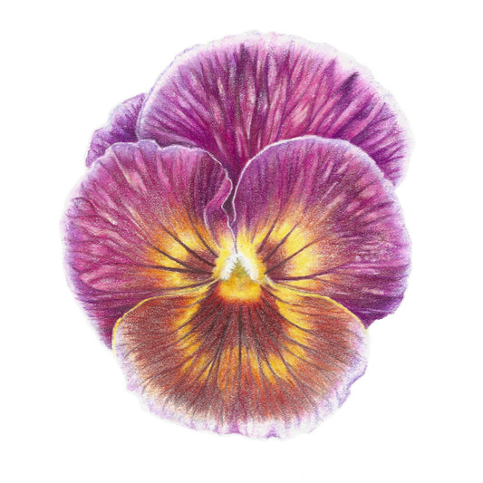 Purple Pansy