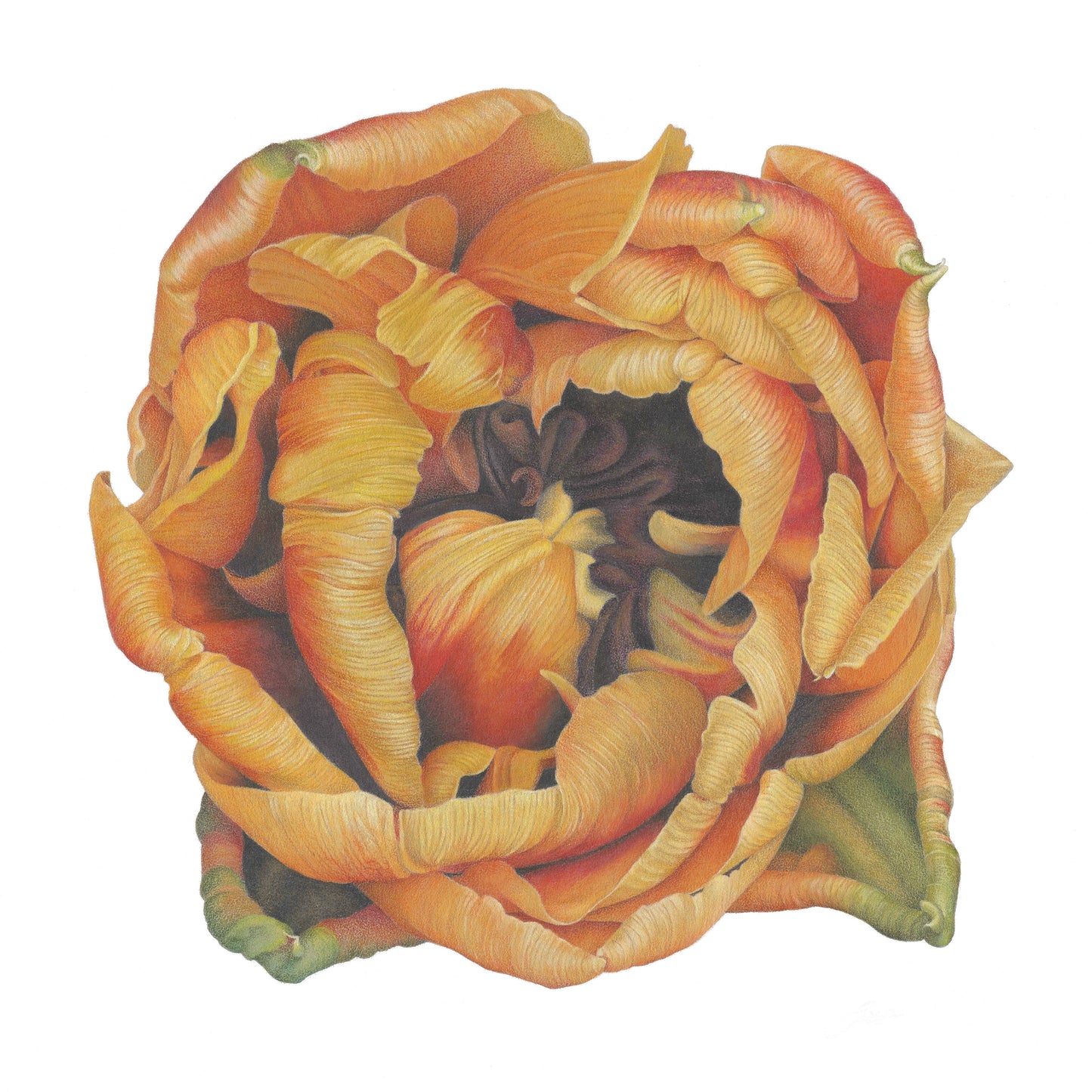 Tulip