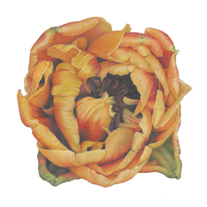 Tulip