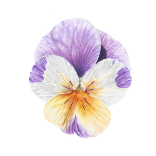 Viola