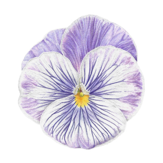 Violet Pansy